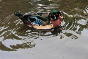 A close up of a Wood Duck photo