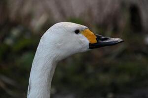 un ver de un bewick cisne foto