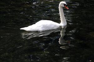 un cerca arriba de un mudo cisne en el Brillo Solar foto