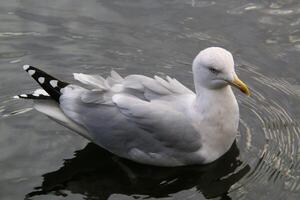 una vista de una gaviota en londres foto