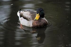 A view of a Mallard Duck photo