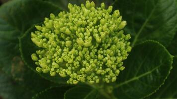 Mini green hydrangea, is great for any bride looking for that hard-to-find bright green flower. Its round shape makes it a great accent flower in bouquets photo