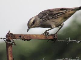 Sabia do campo Nome Cientifico Mimus saturninus Chalk-browed Mockingbird photo