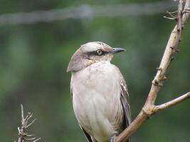 Sabia do campo Nome Cientifico Mimus saturninus  Chalk-browed Mockingbird photo