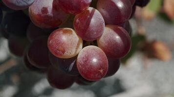 Red ripening grapes video
