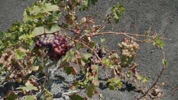 A grape bush with ripening grape bunches video
