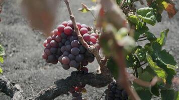 A red grape bunch growing video