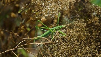 Close up of Saga pedo in the dry grass video