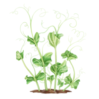 Young green sprouting pea sprouts from seeds. A legume plant growing from the soil in a home garden. Organic micro-greens for healthy food, natural dishes, green salads. Isolated illustration png