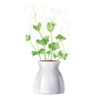 Young green sprouting bean sprouts from pea seeds. A plant in stylish ceramic pot. Organic micro-greens for healthy food, natural dishes, green salads. Garden inside the house. Isolated illustration. png