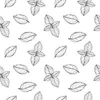 Basil plant seamless pattern drawing vector illustration repeating background. Decorative ornament with basil leaves branch, fragrant herb, spice,. For design, card, textile, print, paper, wrapping