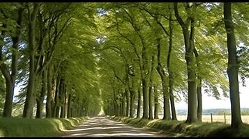 AI Generative Avenue of London Plane trees in the springtime green countrisde photo