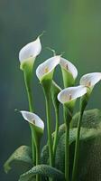 AI Generative Calla lily plant green leaves photo