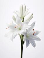 AI Generative Kerry lily Simethis mattiazzii white flowers photo