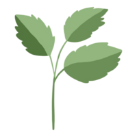 Branch of greenery.leaves for decorations. png