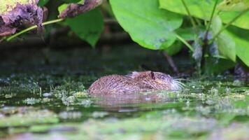 nadando nutria rata almizclera castor rata o río rata en jardín estanque o lago mirando para comida a agua superficie como invasor especies en europeo aguas con cerveza dientes aseo y comiendo en agua como roedor video