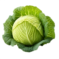 fresh cabbage on white background png