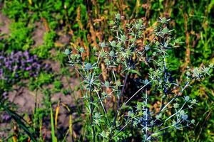 Eryngium campestre is a perennial herb in the family Apiaceae. photo