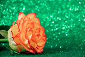 Yellow rose on a shining green background. Place for text, gift for valentine's day. photo