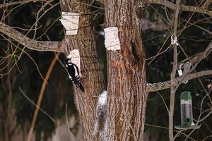 genial manchado pájaro carpintero se sienta en árbol y come comida desde alimentador. alimentación aves en invierno. foto