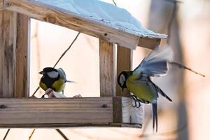 Feeding birds in winter. Cute garden birds Great Tits eat nutritious seeds photo