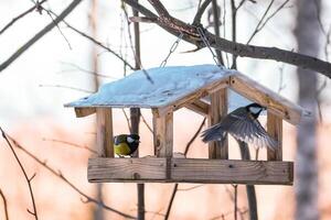 Feeding birds in winter. Cute garden birds Great Tits eat nutritious seeds from wooden feeder. photo