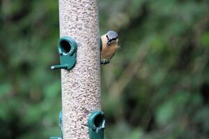 A close up of a Nuthatch photo