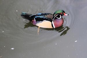 A close up of a Wood Duck photo