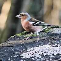 A view of a Chaffinch photo