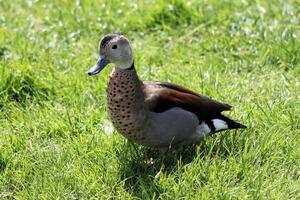 A close up of a Duck at Martin Mere Nature Reserve photo