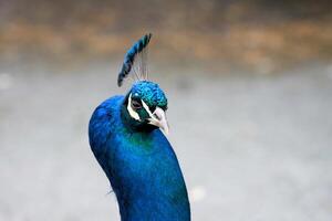 A close up of a Peacock photo