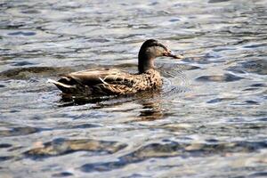 A view of a Mallard Duck photo