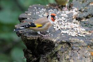 A view of a Finch eating some food photo