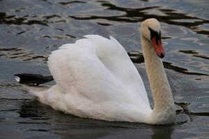 A view of a Mute Swan photo