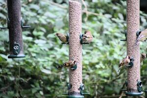 A close up of a Goldfinch photo