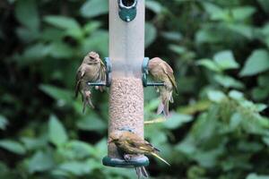 A close up of a Greenfinch photo