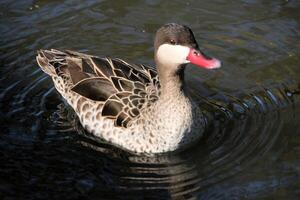 A close up of a Duck at Martin Mere Nature Reserve photo