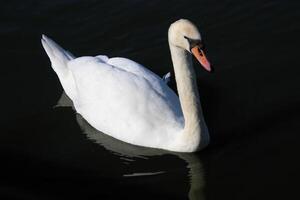 A close up of a Mute Swan photo