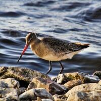 A view of a Black Tailed Godwit photo