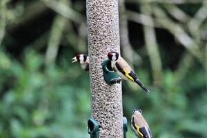 A Goldfinch on a Bird feeder photo