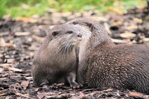 una vista de una nutria foto