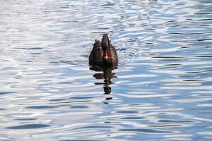 un primer plano de un cisne negro foto