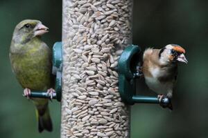 A view of a Greenfinch photo