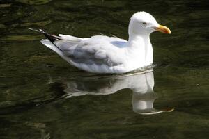 A close up of a Herring Gull photo