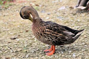 un primer plano de un pato real foto