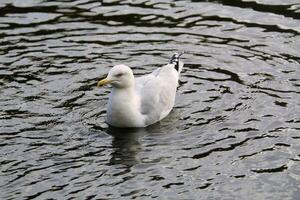 una vista de una gaviota en londres foto