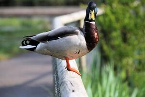 A close up of a Mallard Duck photo