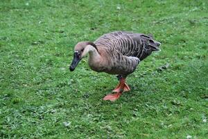 A view of a Swan Goose photo