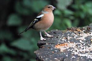 A view of a Finch eating some food photo