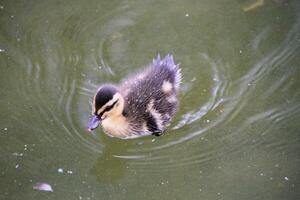 un cerca arriba de un Pato foto